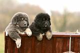 DOGUE DU TIBET 695